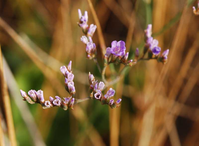 Limonium narbonense / Limonio comune